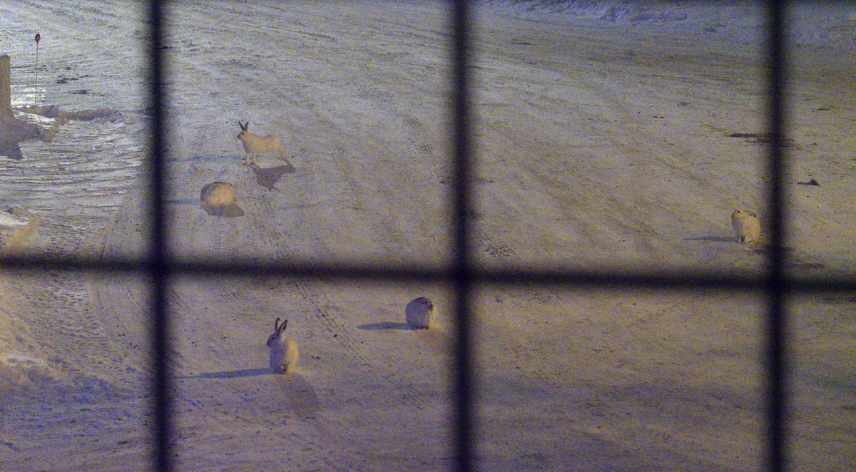 Five jackrabbits (hares) out on a snowy street. Some are sitting in a ball form while others are standing and alert.
