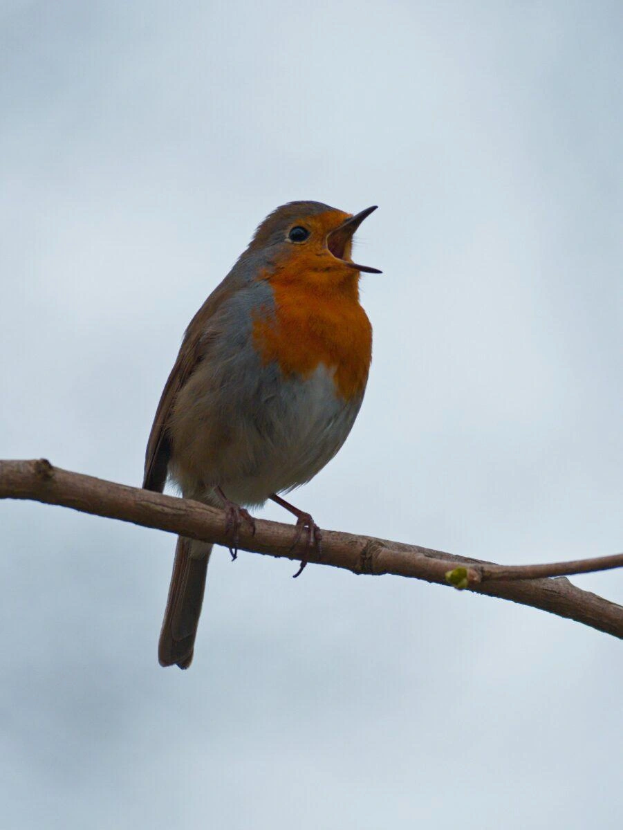 A European robin perched on a branch, beak open to vocalize