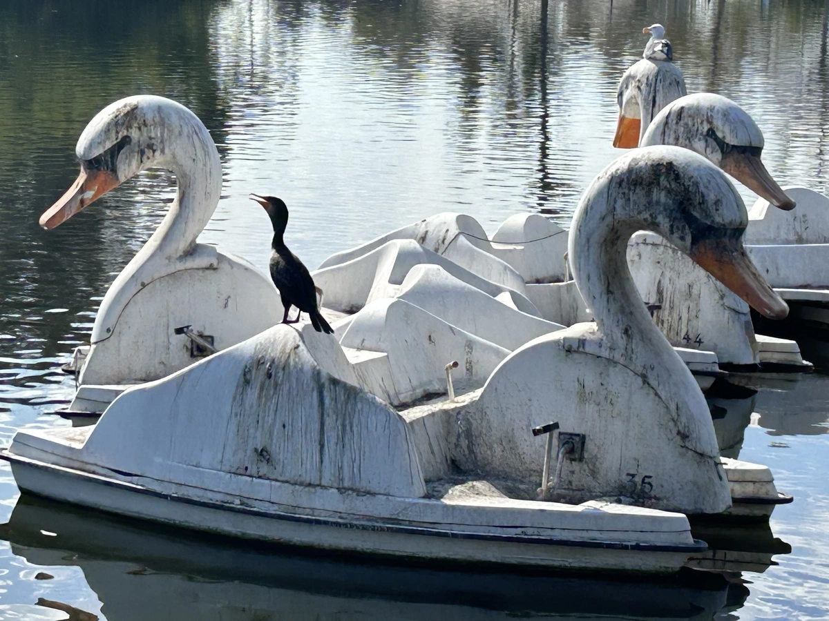 Four white swan shaped paddle boats floating on a pond. There is a black bird sitting on the back of the swan boat in the front and a gull sitting on the head of the swan boat in back. There swan boats are covered in dark streaks of bird excrement. 