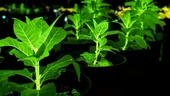 Chinese scientists reveal glowing plants that could light cities 