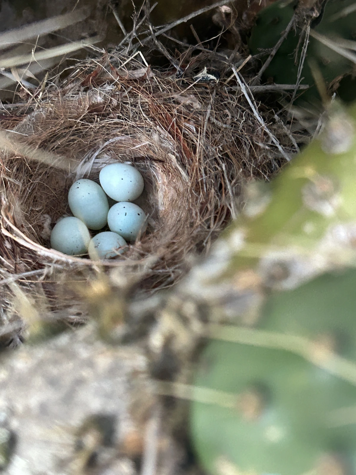 Looking down at a bowl shaped birds built between two cactus pads. The nest has an outer layer of sticks and an inner layer of grasses. The are five light blue speckled eggs in the bottom of the nest. 