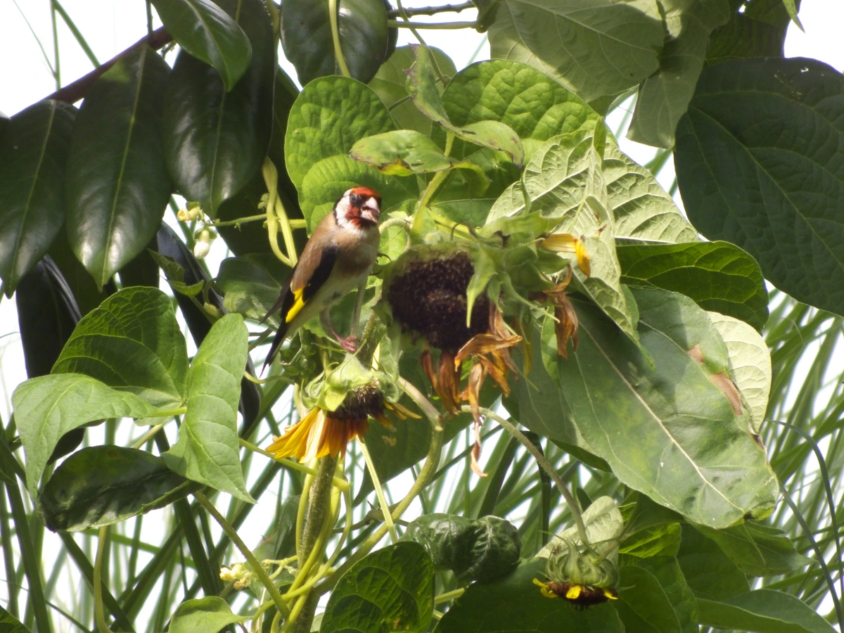 Photo of a small bird sitting on a sunflower eating its seeds. The bird has a red face, white head, light brown feathers, black wings with a yellow stripe and a sunflower seed in its beak. The sunflower is held in place by blooming beans growing on it.