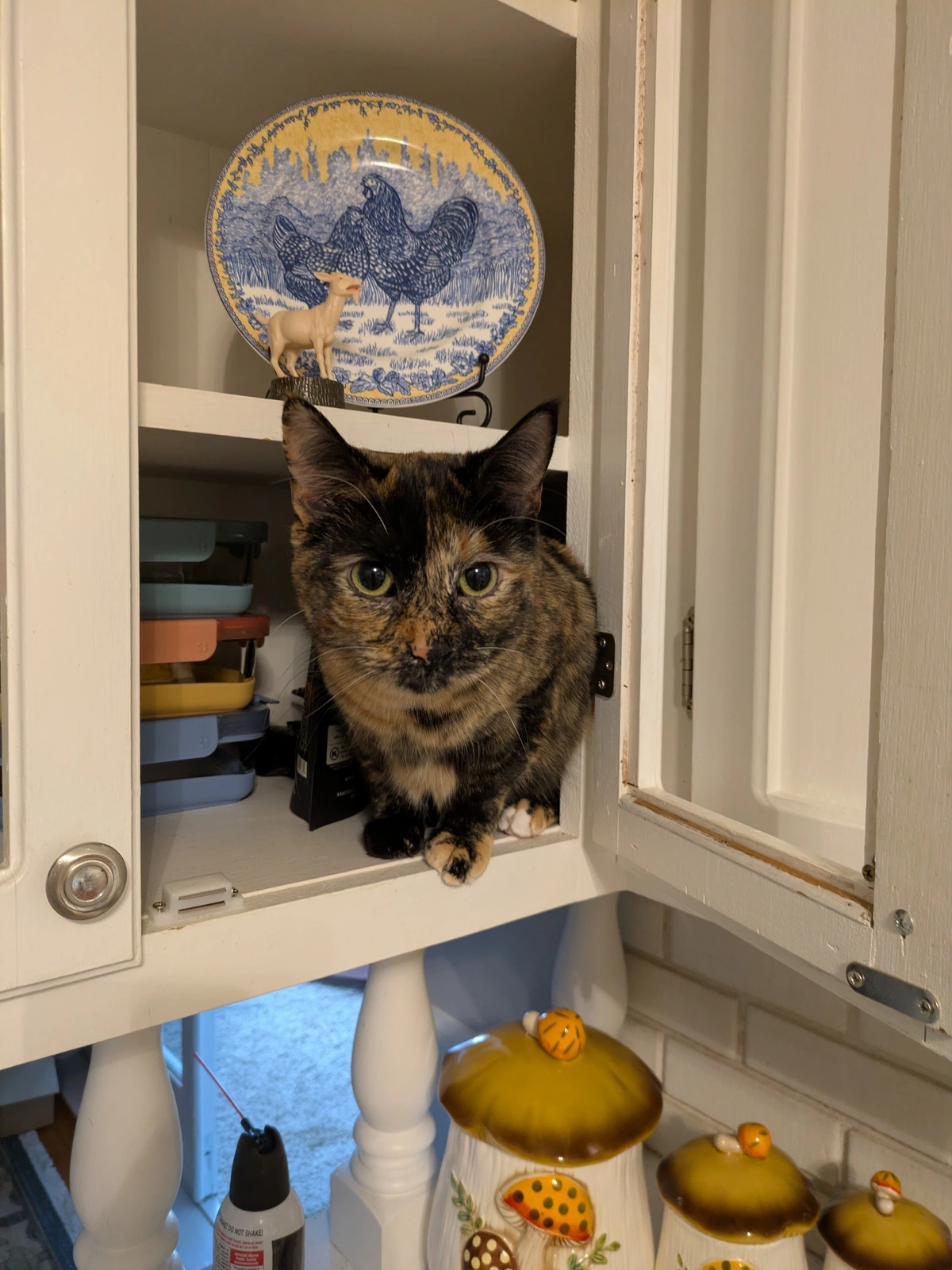 Tortie cat in cabinet 