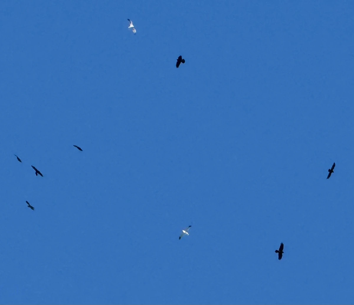 7 ravens and 2 gulls soar together in a light blue sky