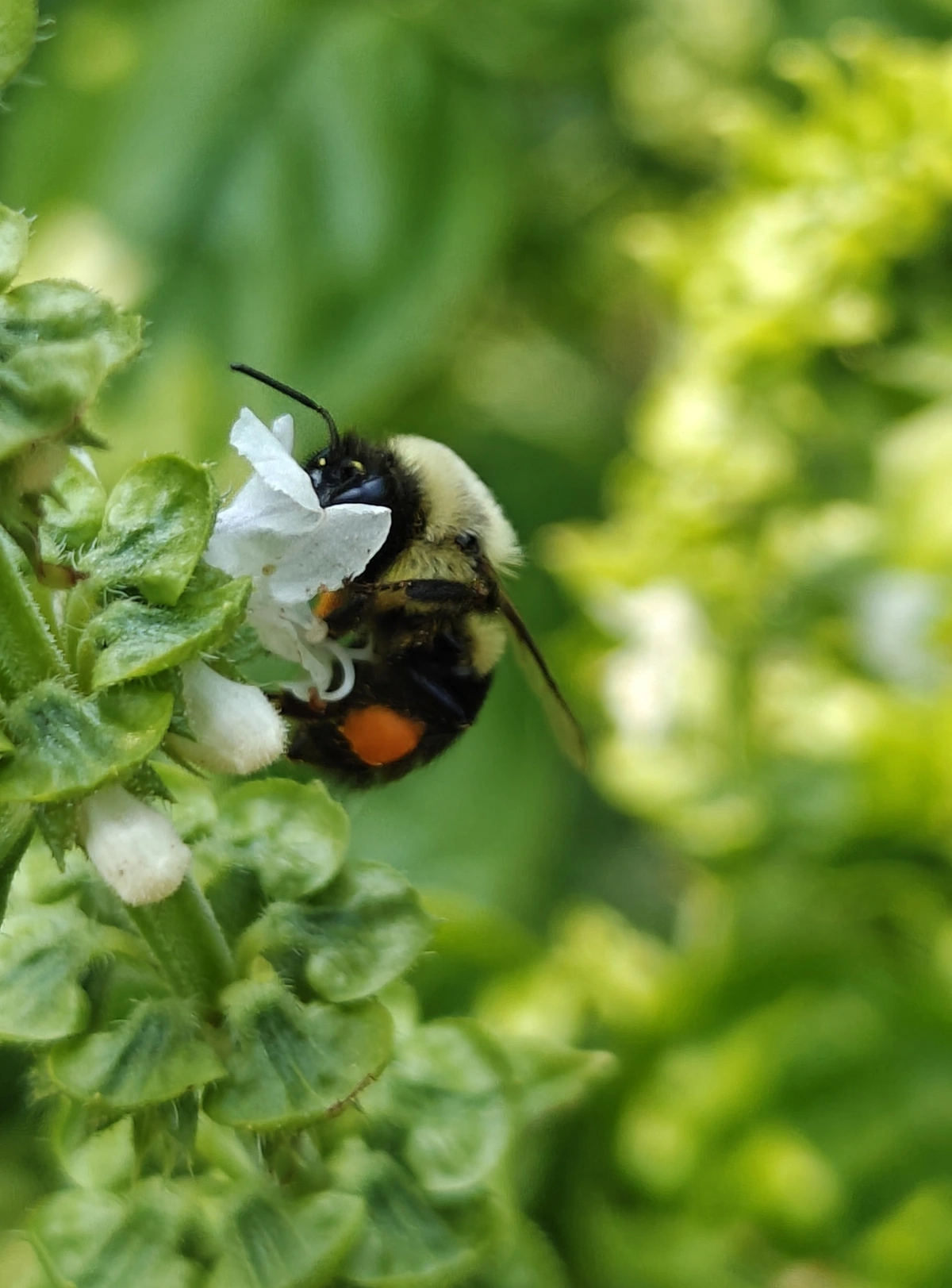 A close up photo of a bee perched on a basil flower.