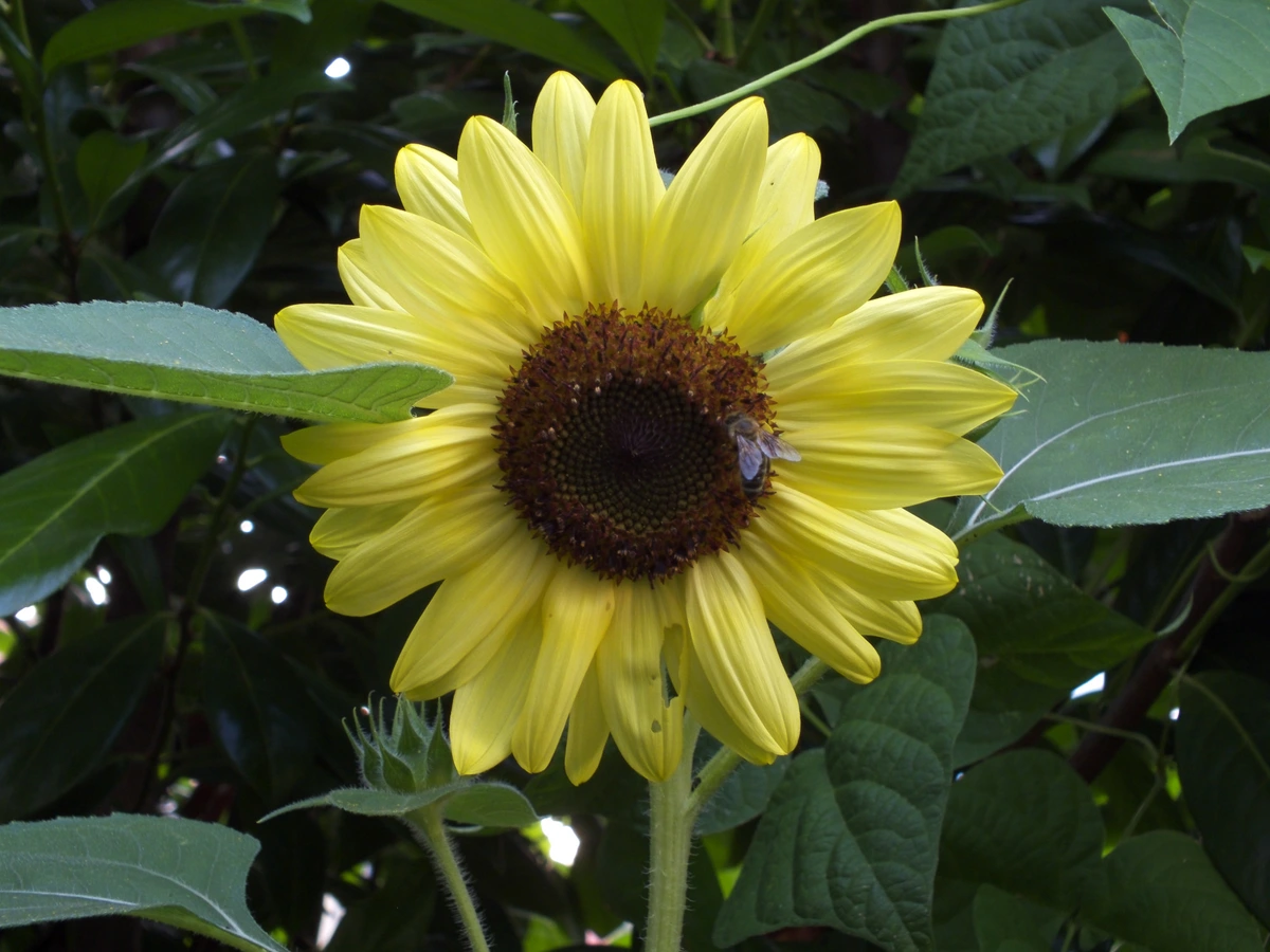 Photo of a bee sitting on a bright yellow sunflower. One of the sunflowers leaves sticks through the outer petals at the left. A new sunflower bud, green leaves of a shrub and beans grow in the background.