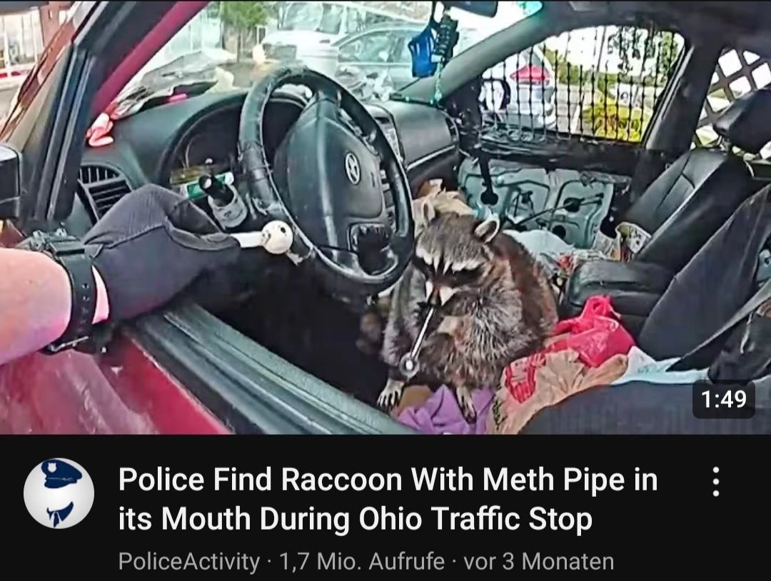 YouTube Video: Police Find Raccoon With Meth Pipe in its Mouth During Ohio Traffic Stop. Thumbnail shows the raccon with the pipe