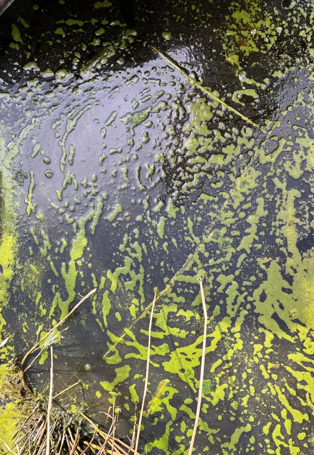 A photo of the surface of a pond with bright green patterns of pond scum creating the art.