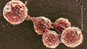 ‘Zombie cells’ return from the dead — after a genome transplant