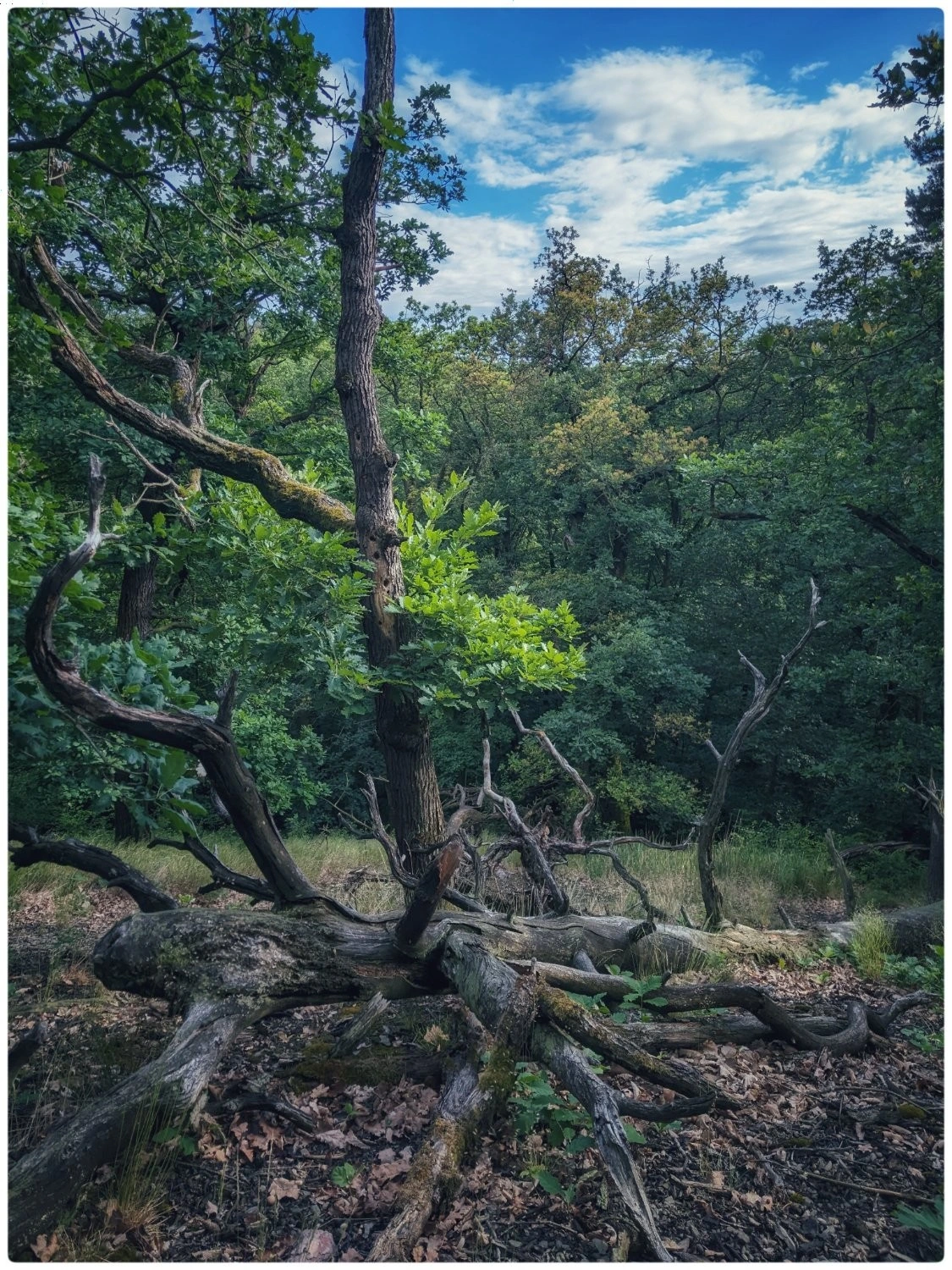 A photo looking down into Kuntratice Forest. There really isnt a "Mount Kunratice"
