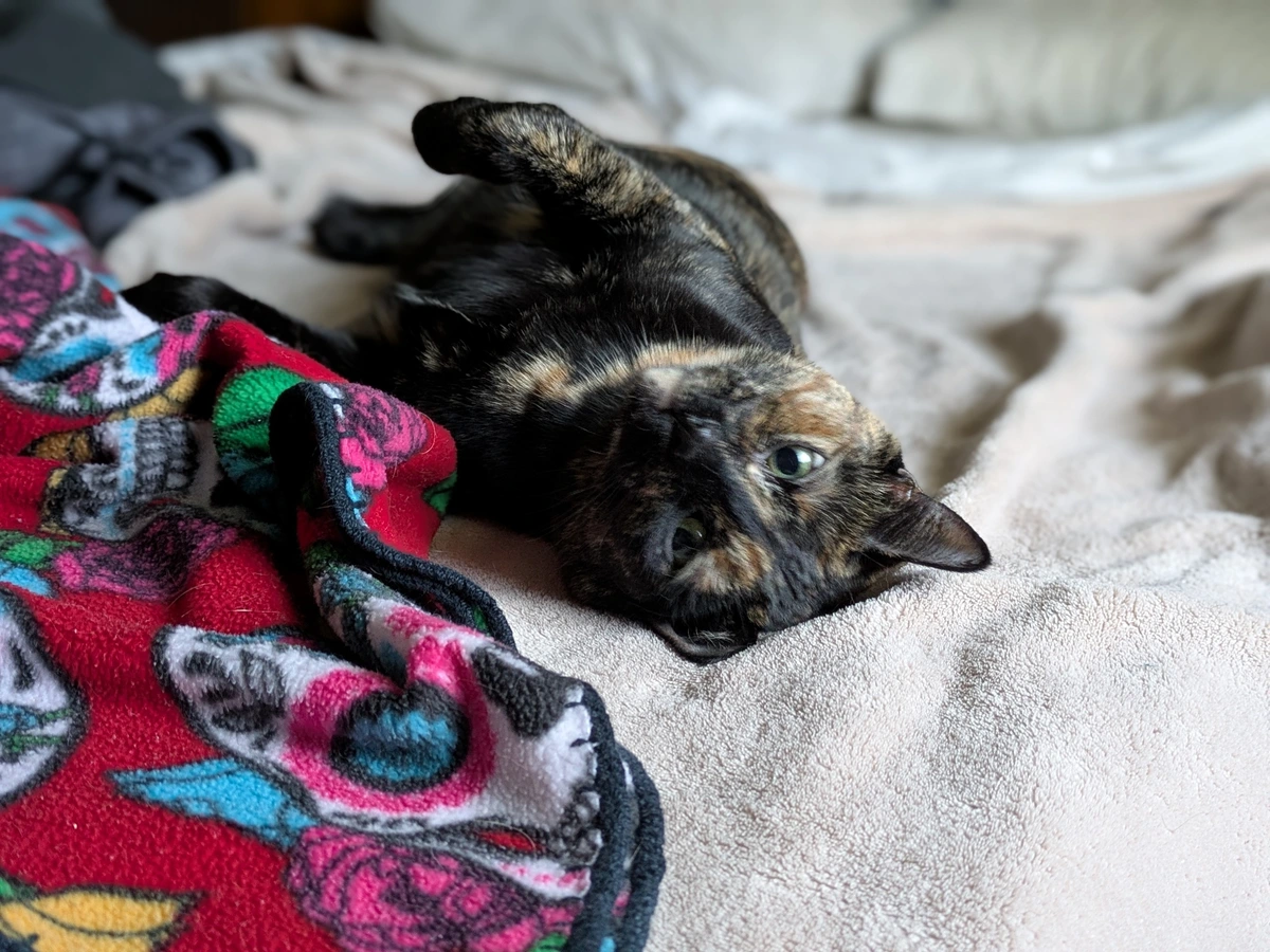 Aggie the tortie cat laying on her back.