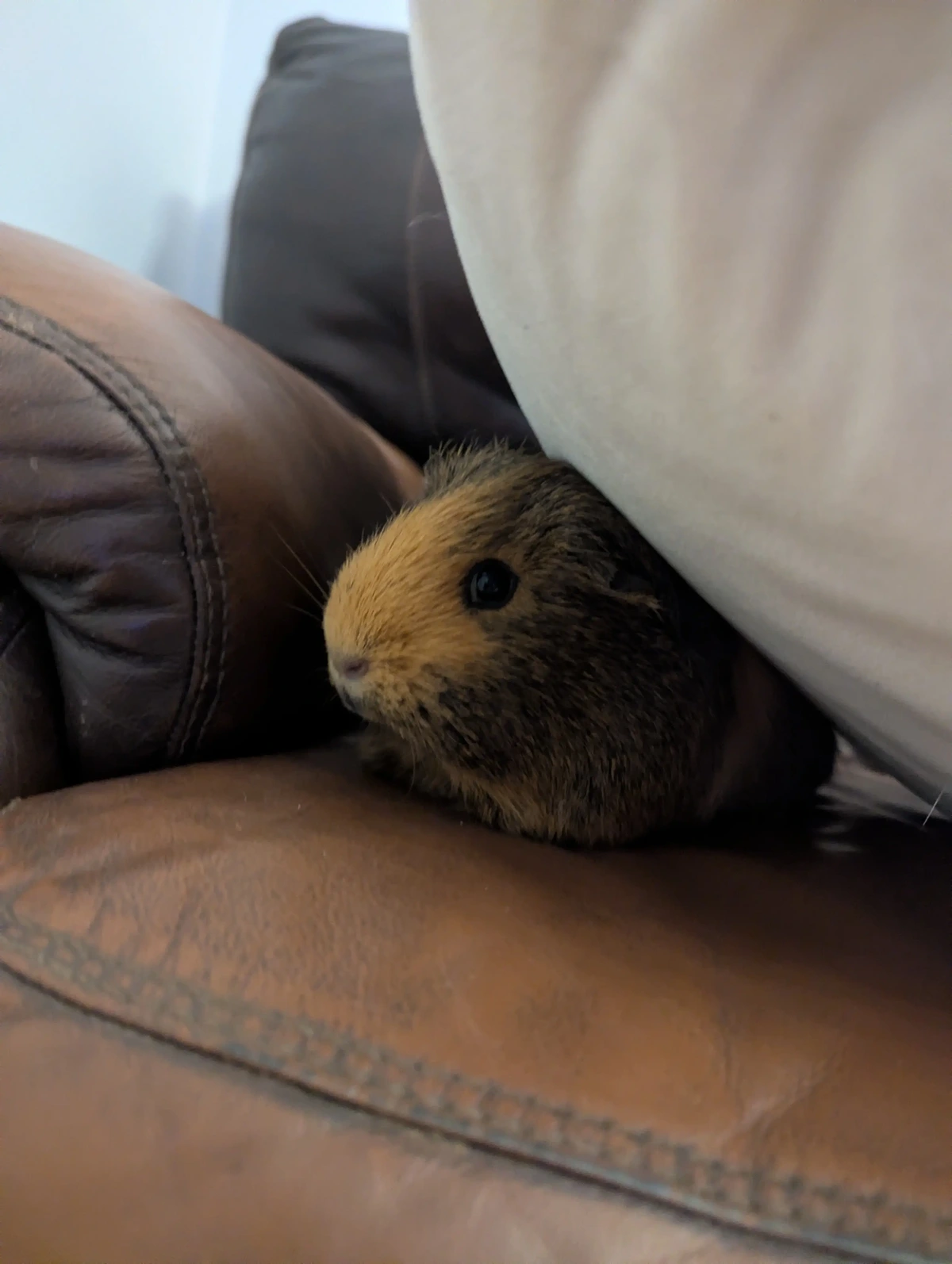 a guinea pig under a cushion 