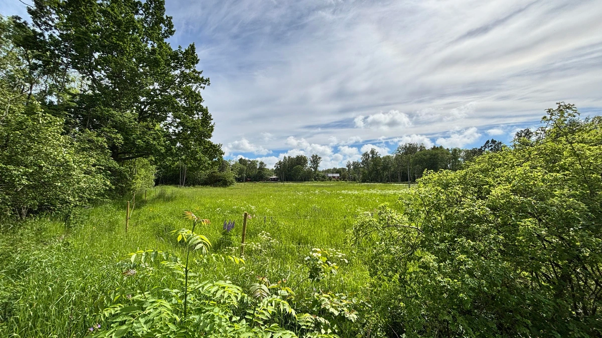 A very green summery scene over a field with some shrubs, trees and a partailly cloudy sky.