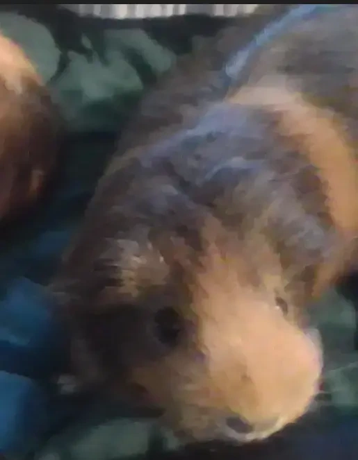 A blurry picture of a brown guinea pig on a green blanket.