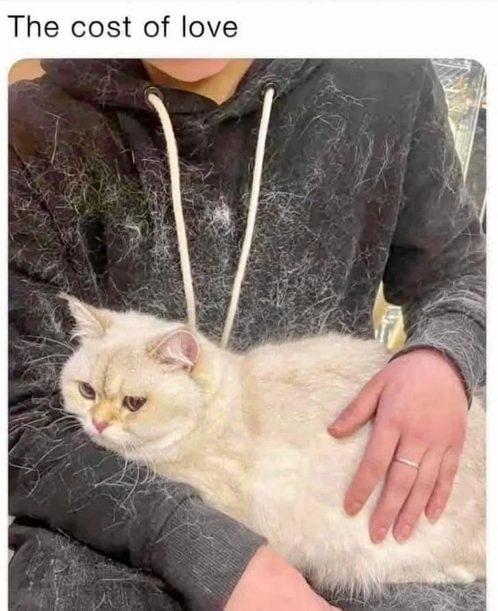 A person wearing a dark grey hoodie holds a light-colored, fluffy cat. The cat, which appears to be a British Shorthair or similar breed, rests comfortably across the person's lap and chest. The person's hoodie is covered in a significant amount of light-colored cat hair, illustrating the "cost" of the affection. Text at the top of the image reads: "The cost of love".