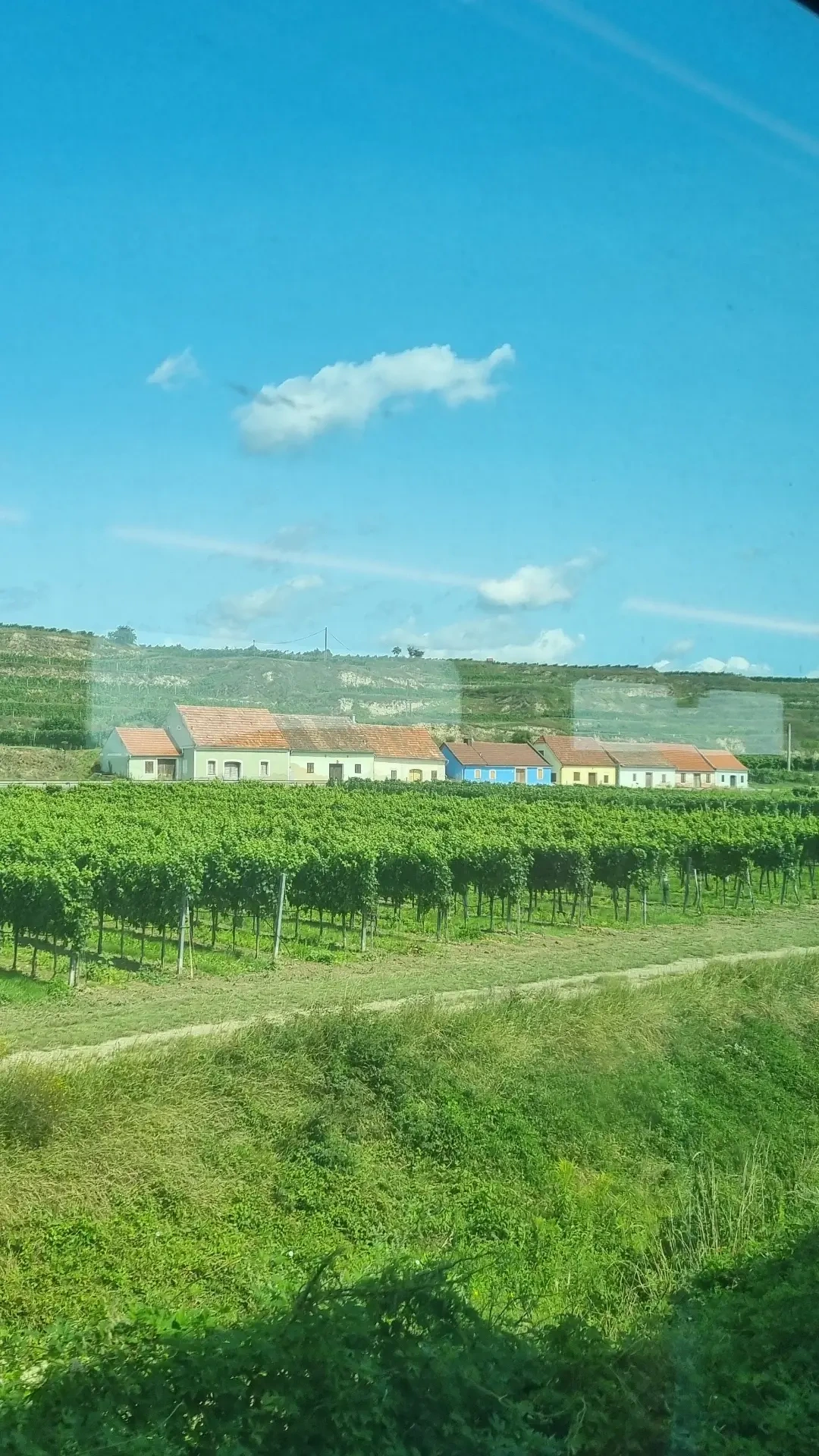 Foto aus einem Zug, Spiegelung des Fensters sichtbar. Flache Landschaft mit Hügel im Hintergrund, typisch für die Landschaft nördlich von Wien. Weinreben, dahinter typische Niederösterreichische Weinhäuser in bunten Farben.