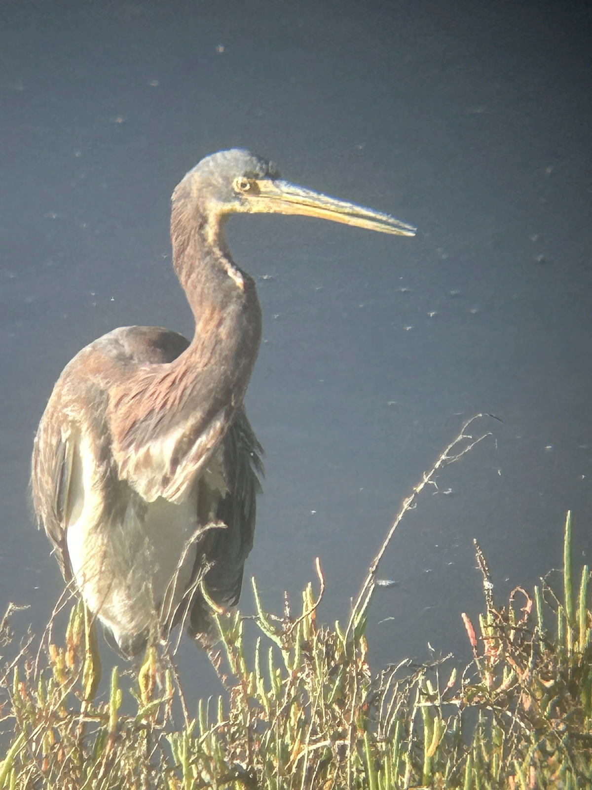 A large bird with a grey/blue head, reddish neck and shoulders, and white breast. It has a long pointed yellow bill. The bird is standing in water edged with short vegetation. 