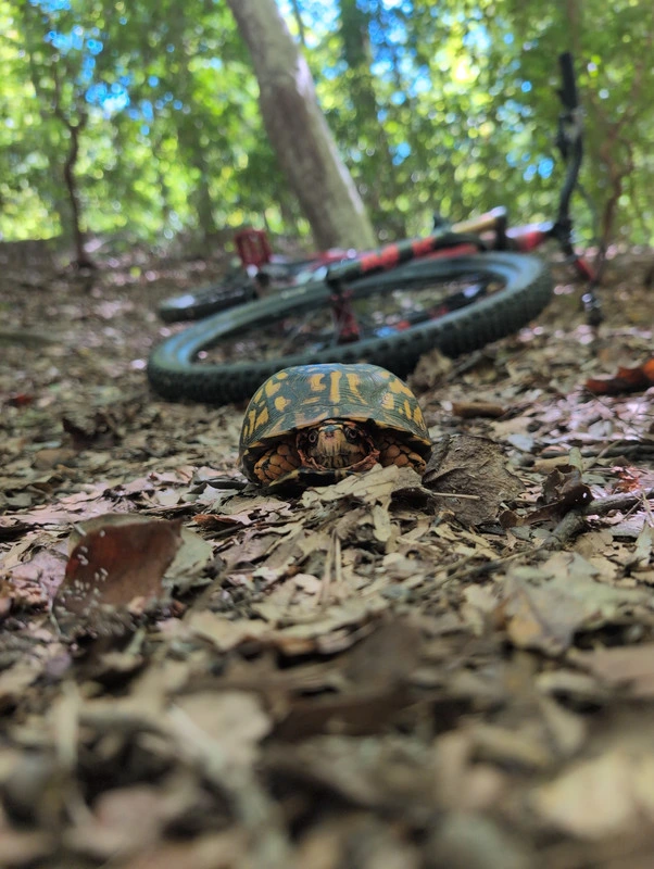Turtle is king of the hammers