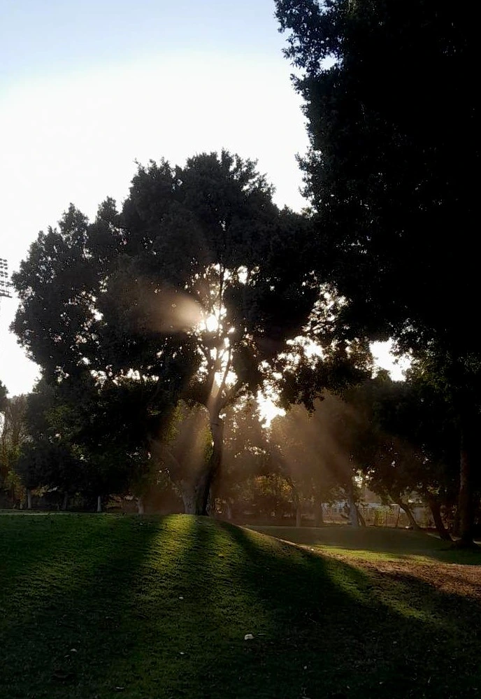 A picture taken on a sunny day in the park. It's a hilly meadow of cut lush grass. It's taken from the angle of lying in the grass and looking towards a tree ahead, slightly elevated. The sun shines directly through it, with the sunrays beaming through the canopy in various directions. It's a bit of a play of the dark trees around, the dark and light green of the grass, the smooth white and blue sky, and just the light finding a way through the tree.