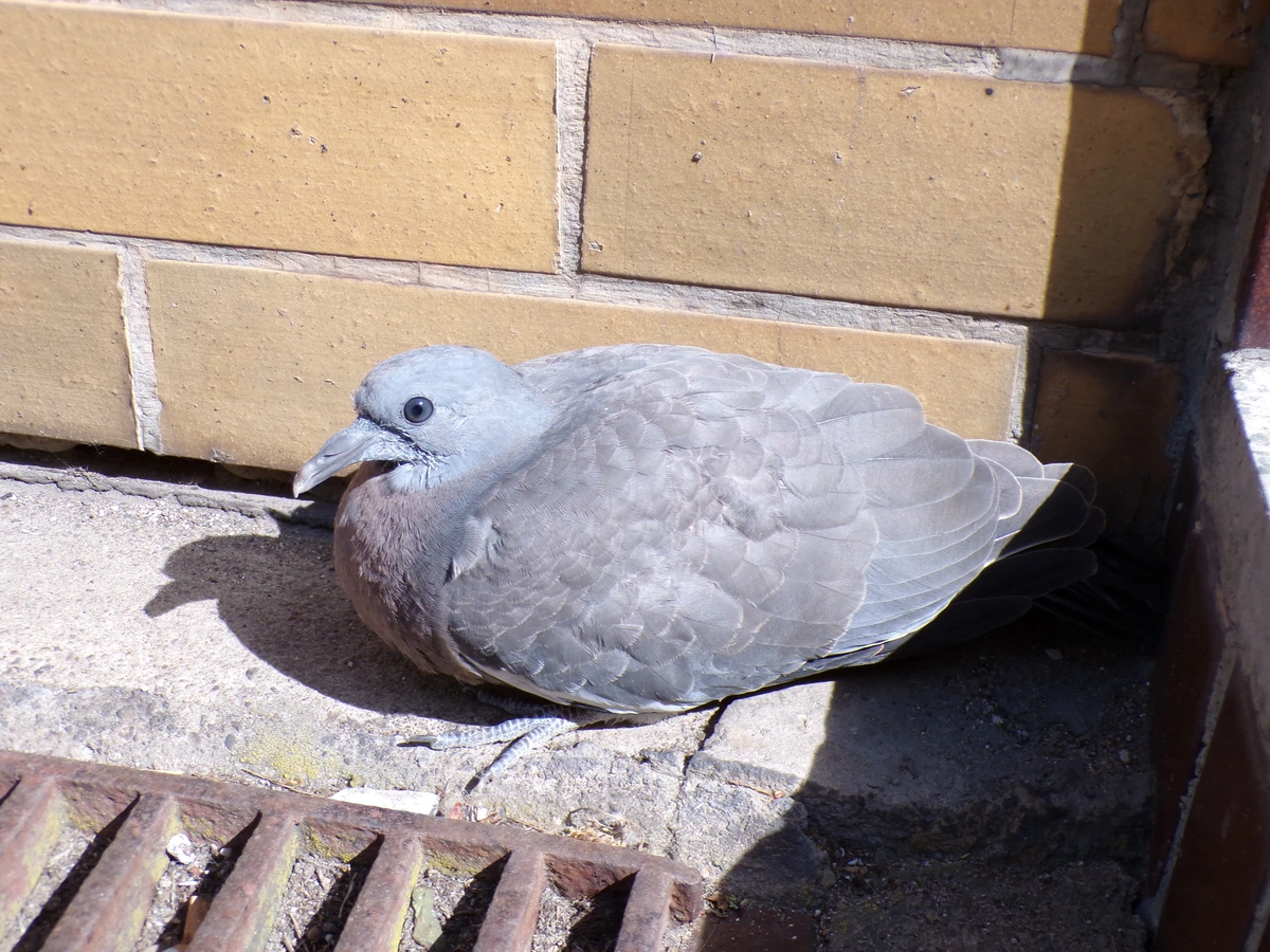 Sitting gray pigeon
