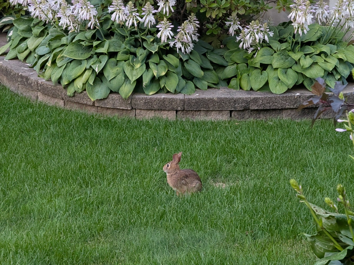 Wild rabbit sitting alert in front of a flowerbed