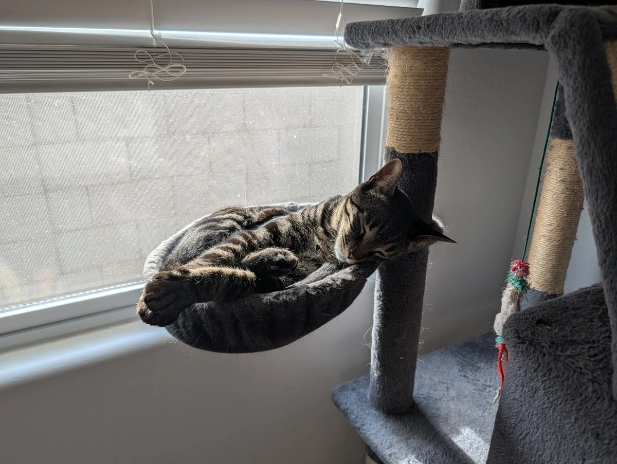 Cat sleeping in a Cat hammock