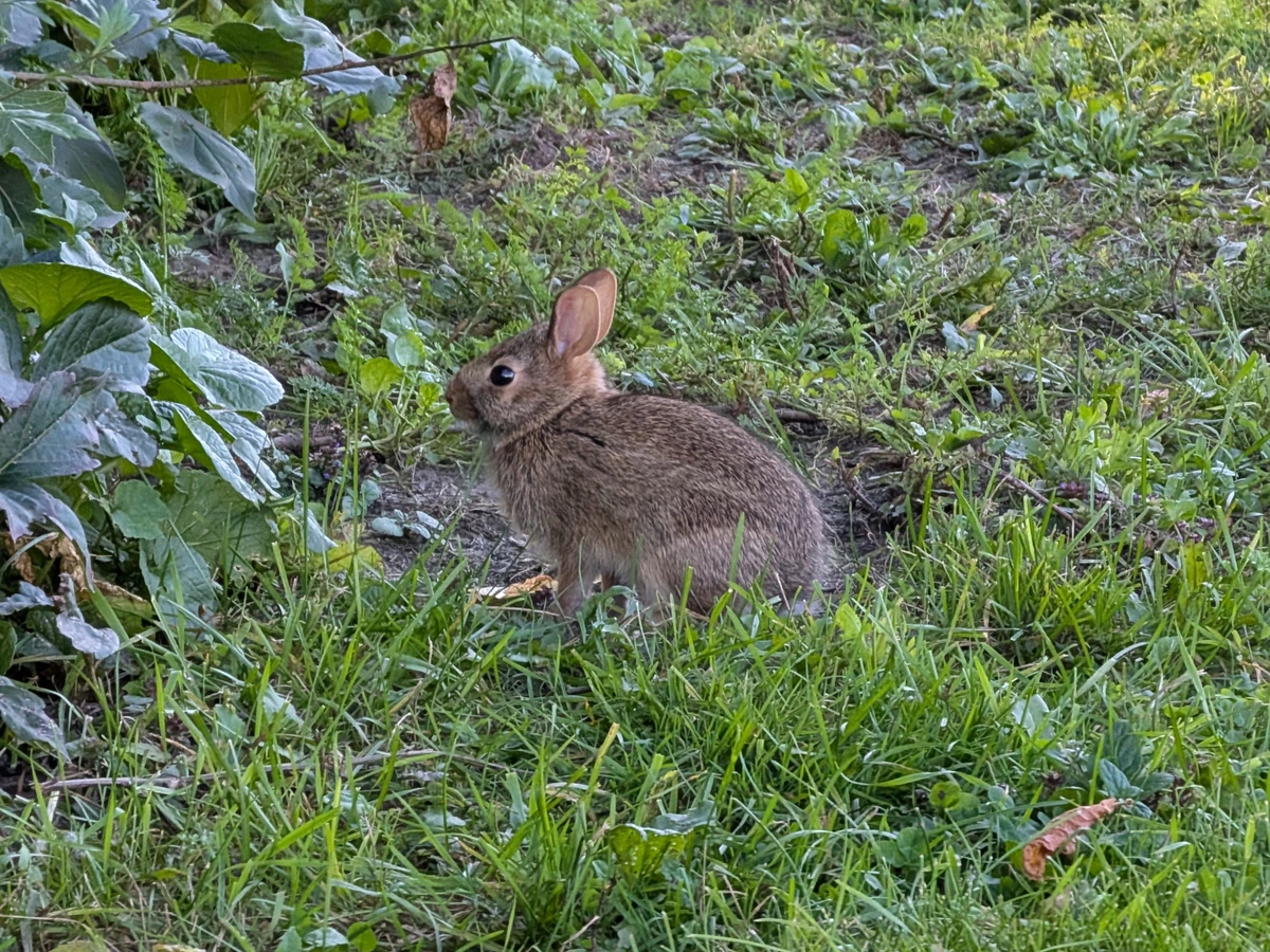 Tiny wild baby rabbit sitting in a patchy field of grass