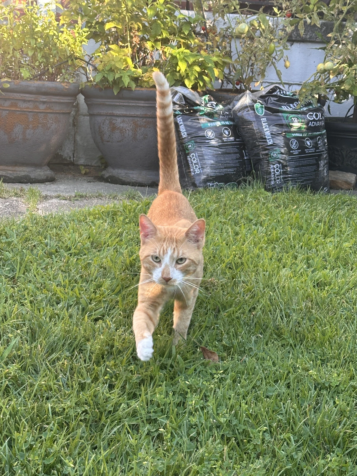 Larry the cat