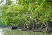 Roots of Resilience: The Women Preserving Asia's Ancient Mangrove Forest