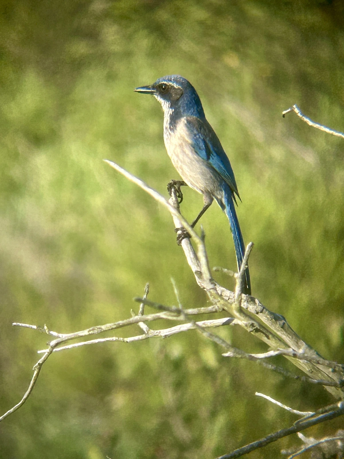 A medium sized bird viewed from the side perching on a bare branch against a green background. The bird has a blue back with white/grey chest and sides. It has black markings on the face and shoulders. Its eyes, bill, feet and legs are black. It has a thin white line above the eye. 