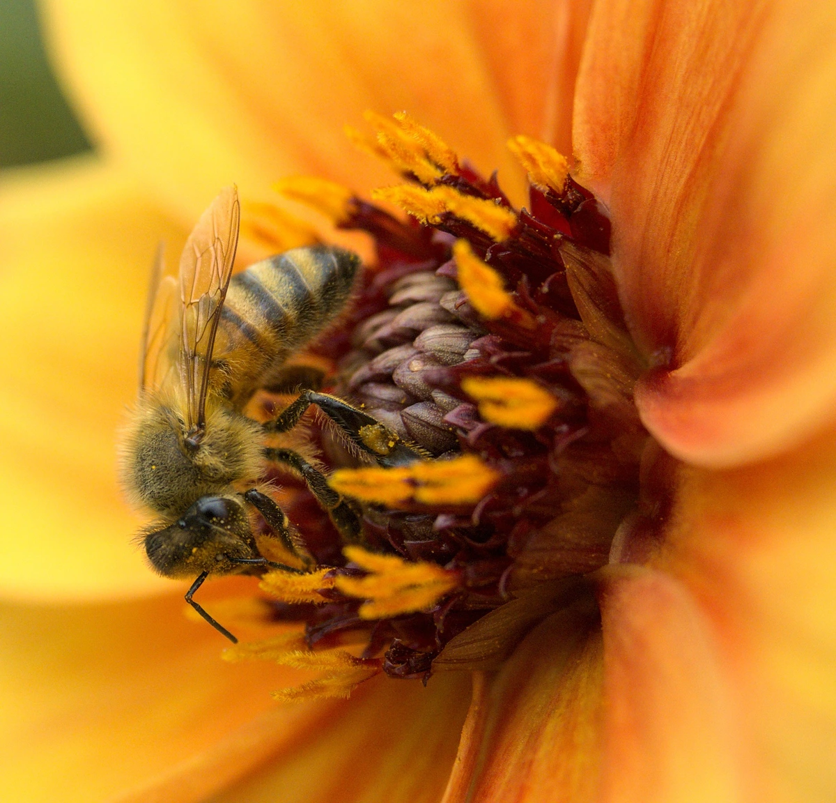 A happy bee on an orange flower gathering nectar.