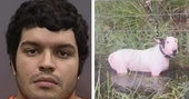 Cops Nab Man Accused of Leaving Dog to Die in Hurricane