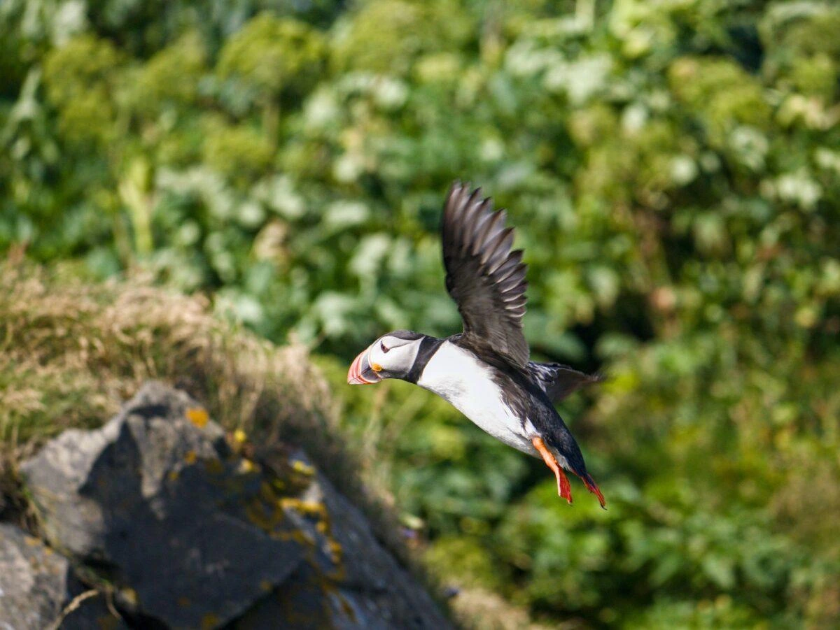 An Atlantic puffin approaches a rocky cliff for landing, green vegetation in the background