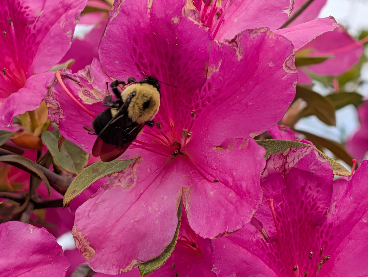 A bumblebee resting on a pink azalea flower
