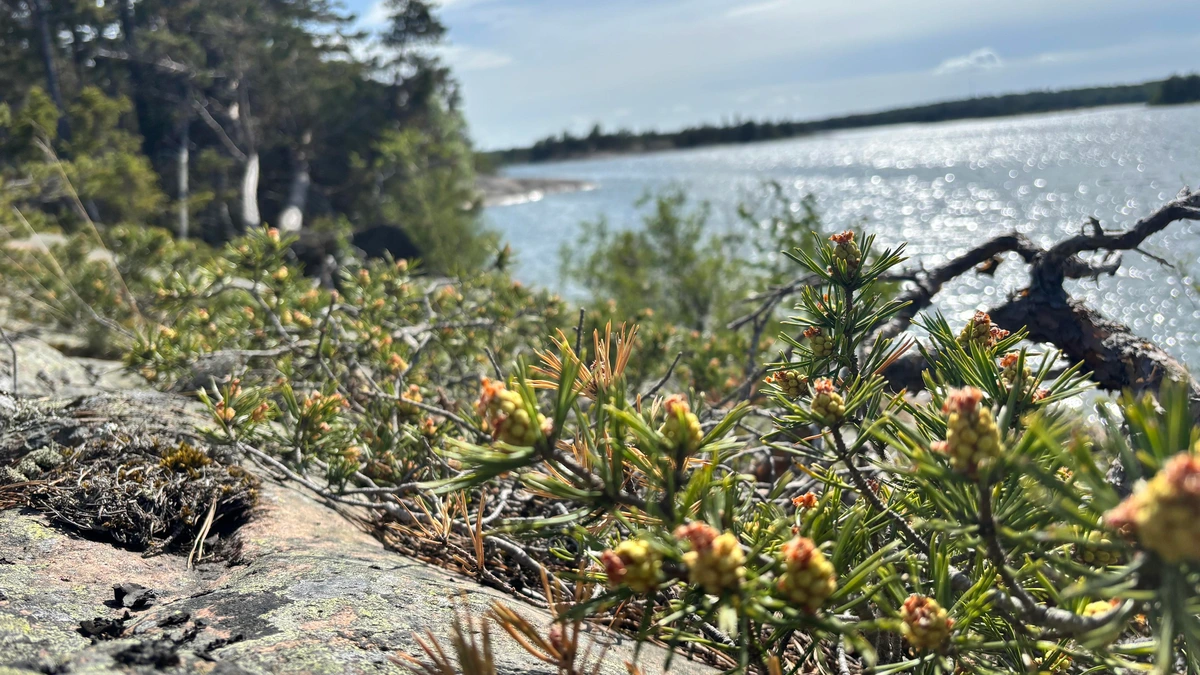 A slightly blurry photo of a pine growing flat on pretty much bare rock but somehow managing to survive 😁 