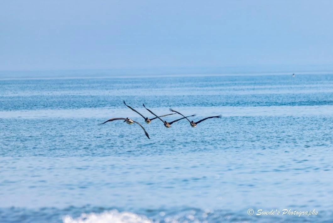 Pelicans on the Gulf Wind

"The scene feels like a quiet breath held between sea and sky.

Four brown pelicans sweep away from the shoreline at Holly Beach, Louisiana, their long wings stretched wide as they skim just inches above the Gulf of Mexico. They fly in a loose, fluid line—each bird catching the same invisible ribbon of air, each body angled slightly forward as if pulled by the horizon itself. The water beneath them is calm and faintly rippled, a soft blue-gray sheet that mirrors their silhouettes. Farther out, the Gulf opens into a pale, hazy distance where sea and sky blend without a seam. The light is gentle, almost silvery, giving the whole moment a sense of early‑morning stillness or the quiet hush before dusk. The pelicans look purposeful yet unhurried, gliding with that effortless grace that makes it seem as though the ocean itself is carrying them forward." - Microsoft Copilot
