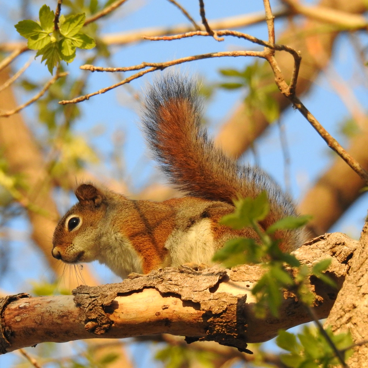 An American red squirrel, sitting high in a tree branch, illuminated by orange morning light.