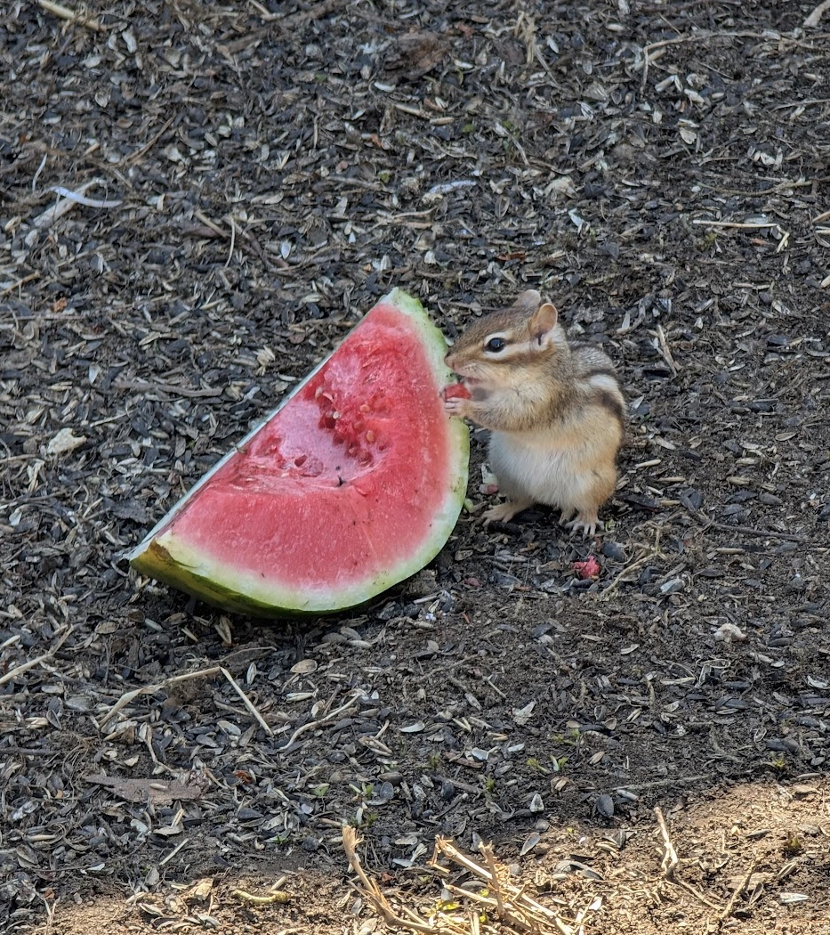 A chipmunk eating a handful of watermelon from the giant poiece they are standing beside.