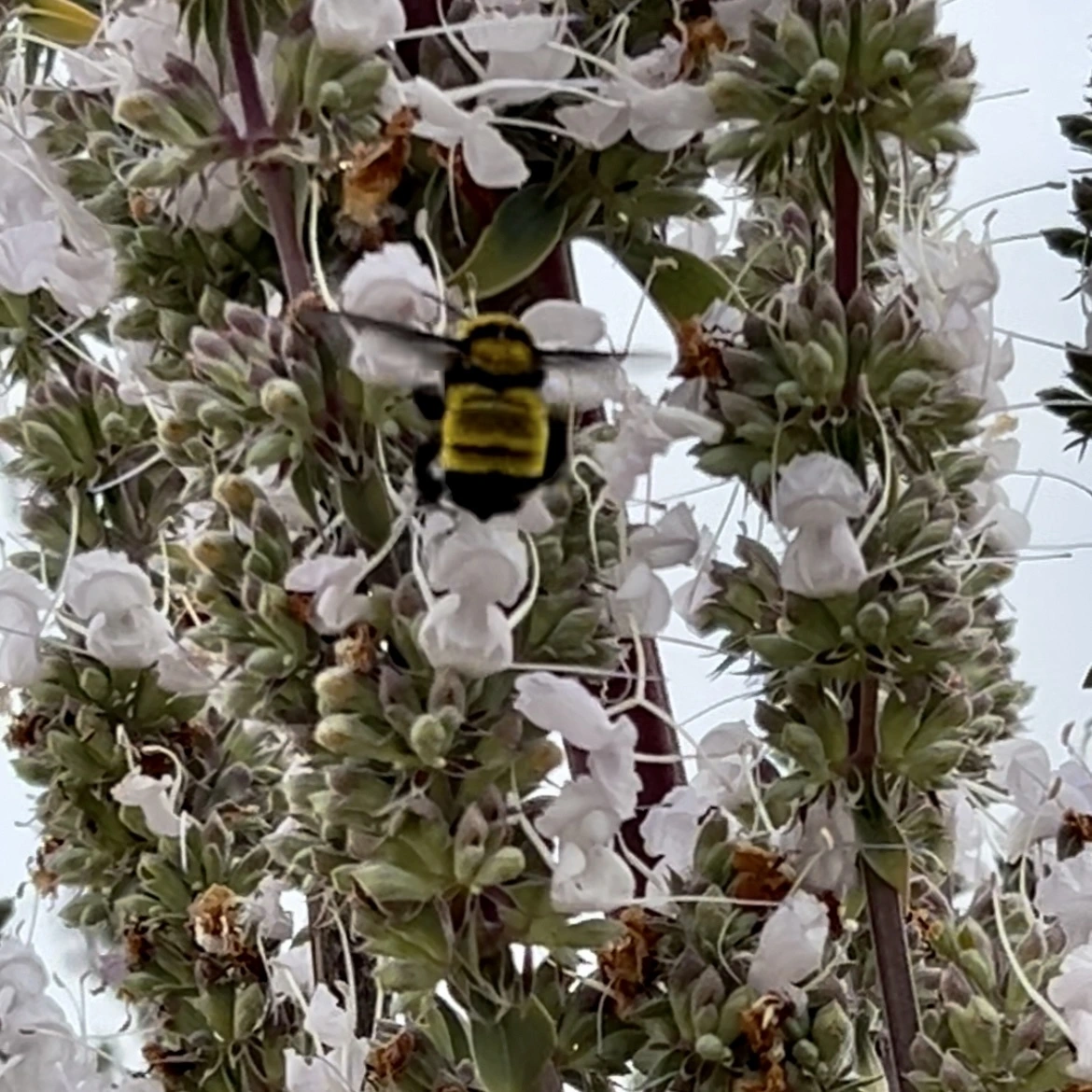 Yellow and black bumble bee takes wing in front of White sage flowers