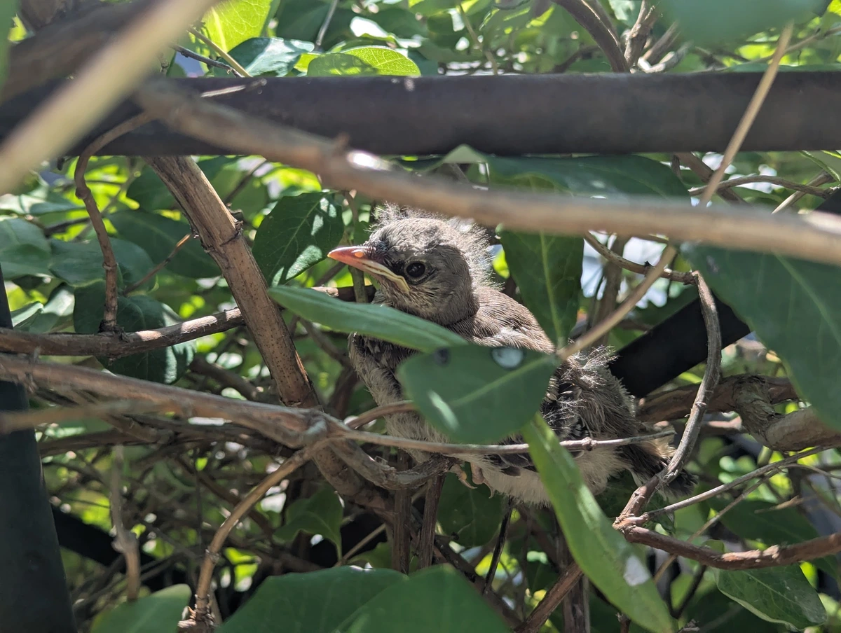Mockingbirds made a nest in our honeysuckle this spring