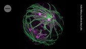See the intricate worlds of parasites and algae — March’s best science images