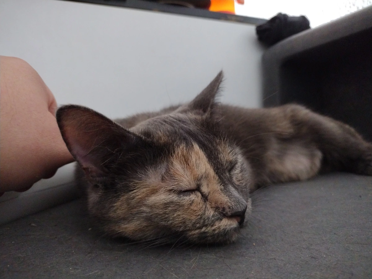 Ich war die letzten Tage krank und Tuffi hat die ganze Zeit bei mir gelegen und aufgepasst :3 

Wer auch immer erzählt hat das Katzen keine treuen Tiere seien, hat einfach gelogen! 😂