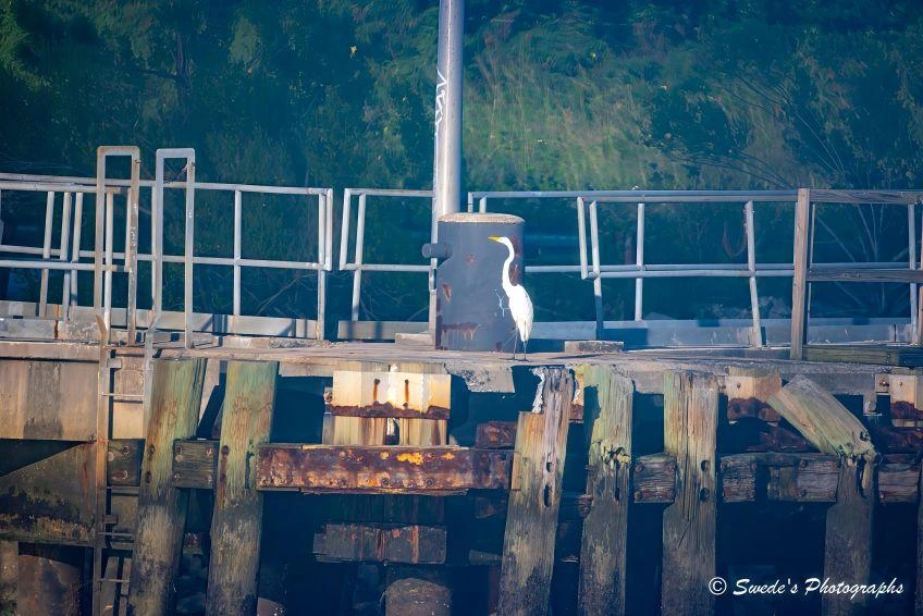 Egret and the Ruins

"The great egret stands like a pale sentinel against the worn geometry of an old utility dock, its white plumage almost luminous against the dark, weather‑beaten wood. The bird is perched high on a crossbeam, tall and composed, its long neck held in a gentle S‑curve as if it’s surveying the slow rhythm of the Savannah River below.

The structure beneath it tells its own story—thick timbers softened by moss, metal brackets streaked with rust, and a vertical pipe rising behind the egret like the remnant of some forgotten machinery. Everything about the dock feels abandoned, a relic left to the river and the creeping green of the surrounding foliage.

That contrast—industrial decay and the egret’s clean, living elegance—creates a quiet tension. The bird seems both out of place and perfectly at home, a bright, breathing note perched atop a fading man‑made frame. You can almost feel the humid air, hear the muted lap of water against pilings, and sense the stillness that settles when a wild creature decides a place is safe enough to pause." - Microsoft Copilot
