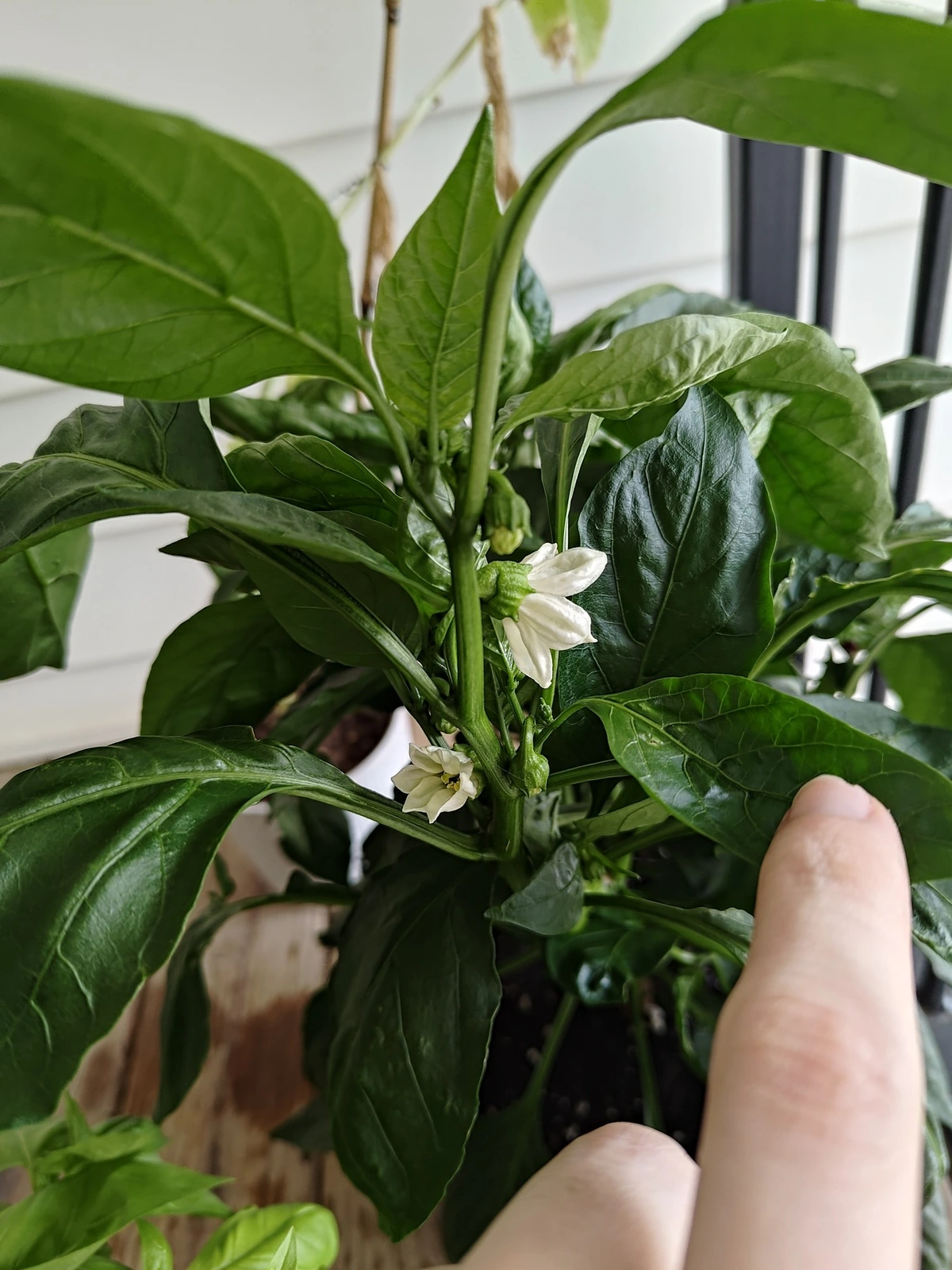Just saw my pepper plant has put out its first blooms! ☺️☺️☺️