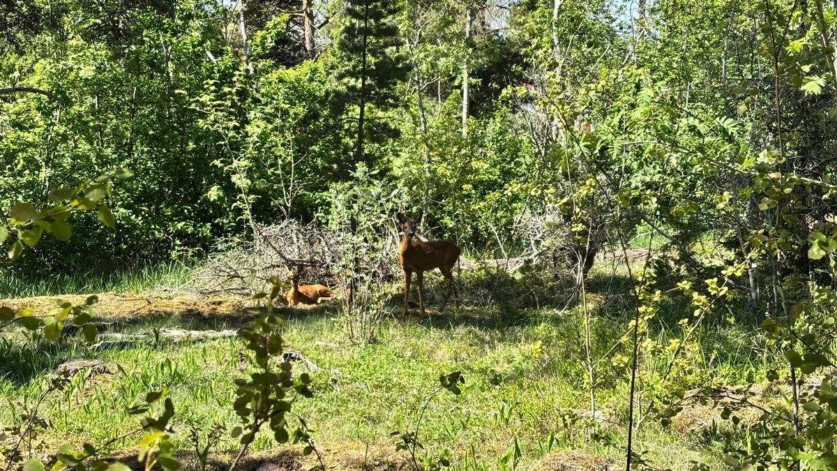 Photo of some urban deer near my house watching me like maybe I'm a hunter...