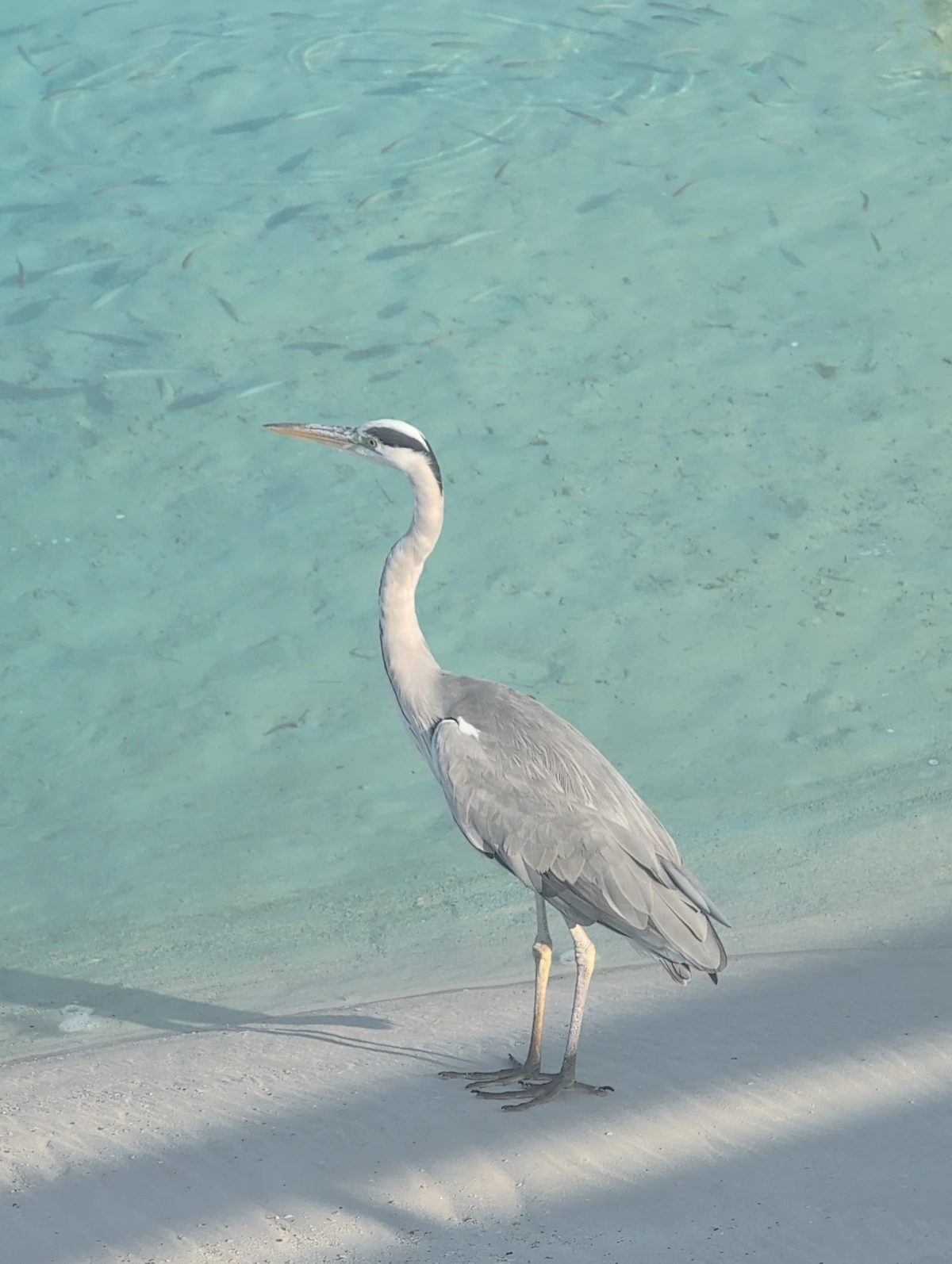 gray heron in the maldives