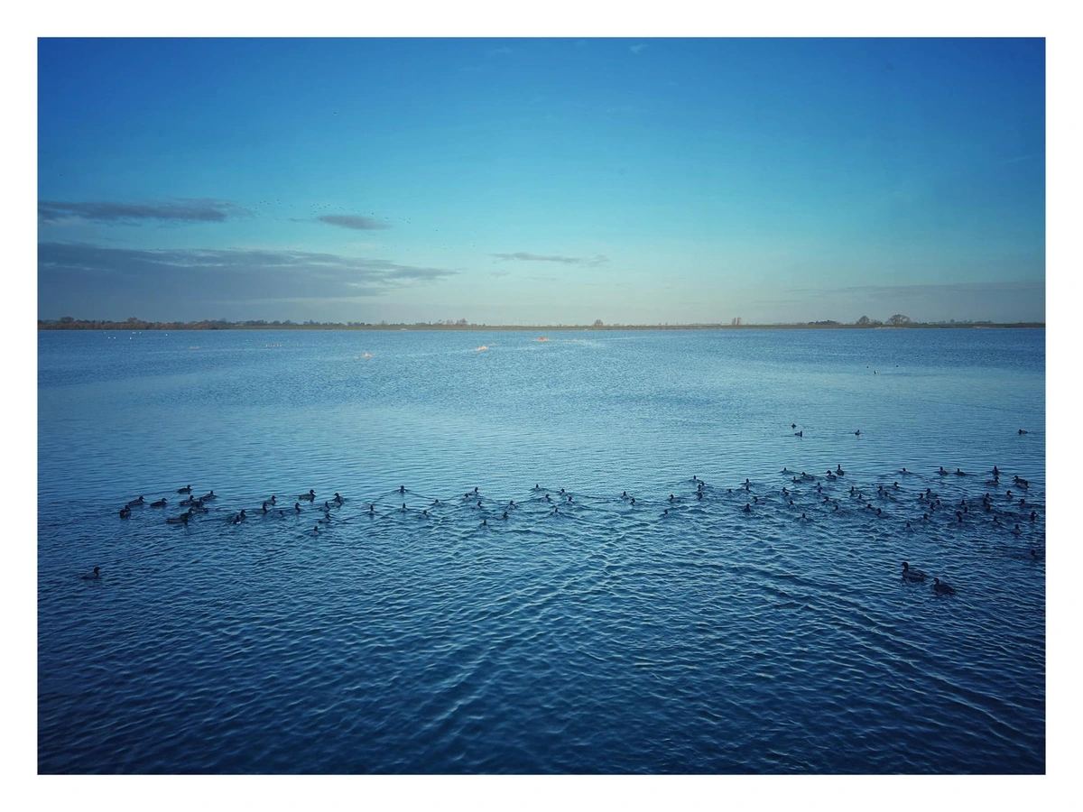Colour photo of flooded water meadows with pochard ducks swimming away towards the horizon and set against an early morning clear blue sky