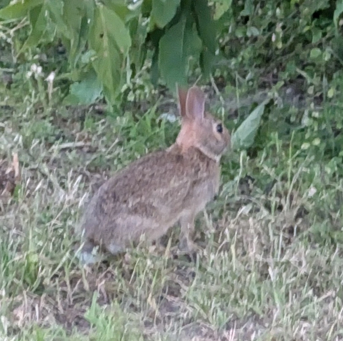 a smol bun