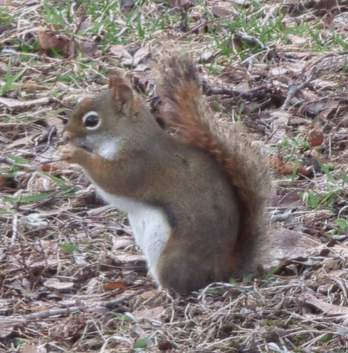 smol squirrel