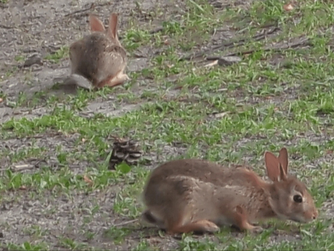 two buns
